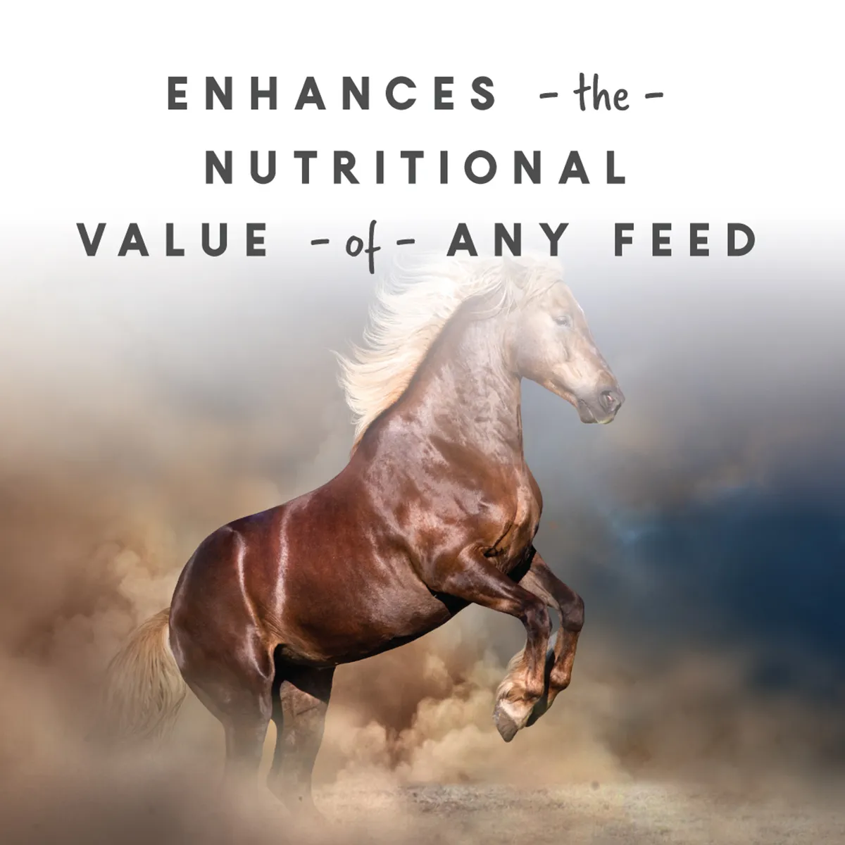 Sho-Glo Complete Vitamin + Mineral Horse Supplement - Image 5