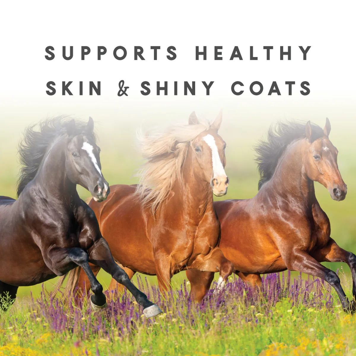 Sho-Glo Complete Vitamin + Mineral Horse Supplement - Image 6