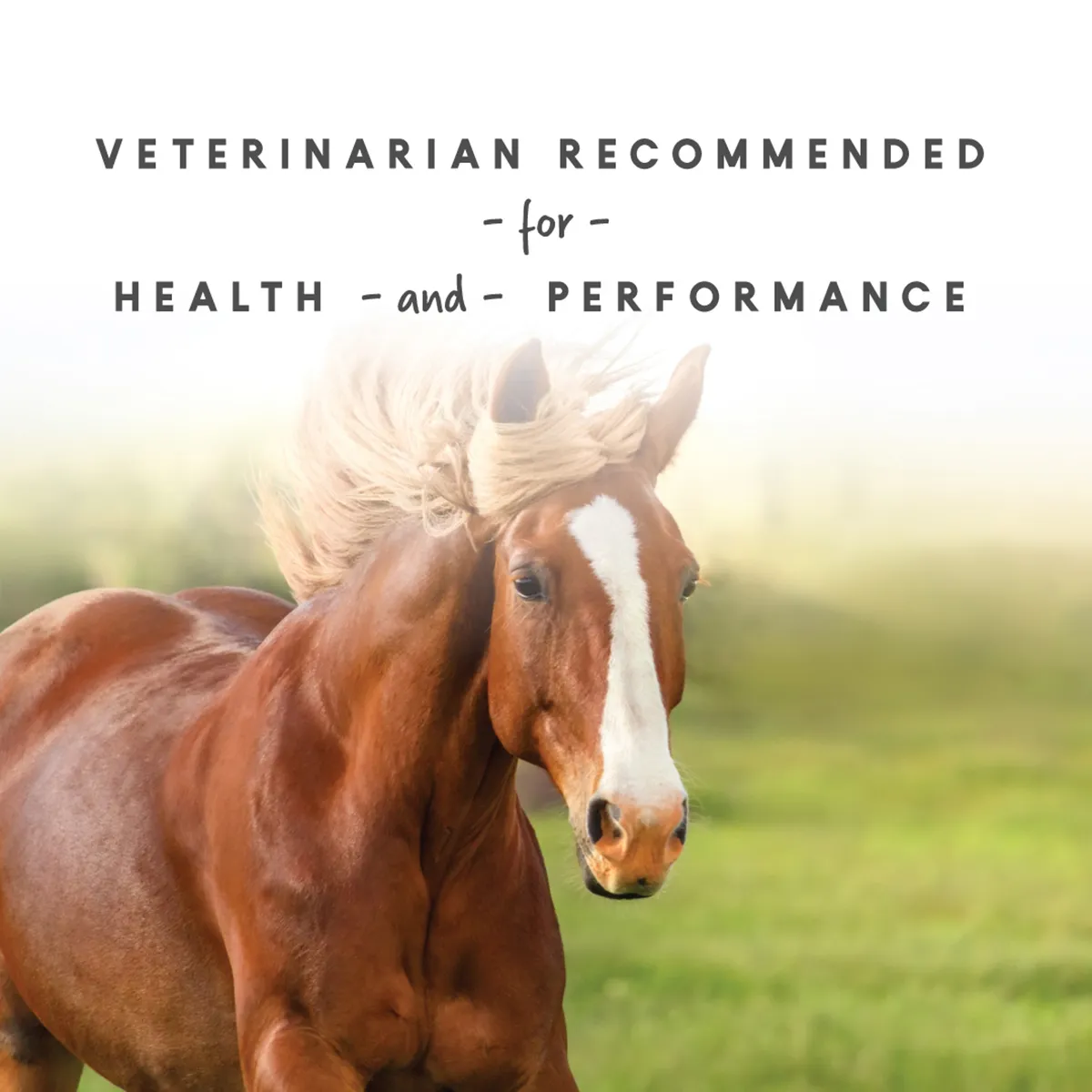 Sho-Glo Complete Vitamin + Mineral Horse Supplement - Image 8