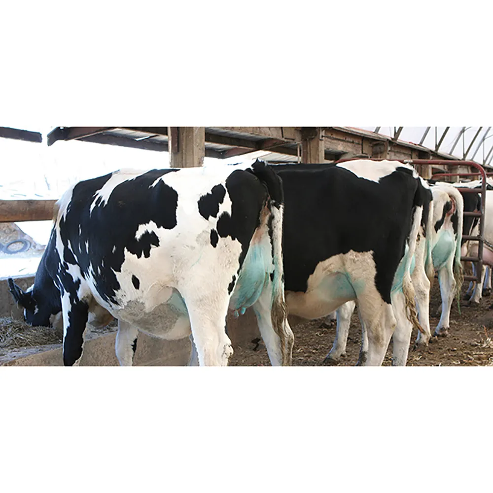 Udder Comfort Spray - Image 4