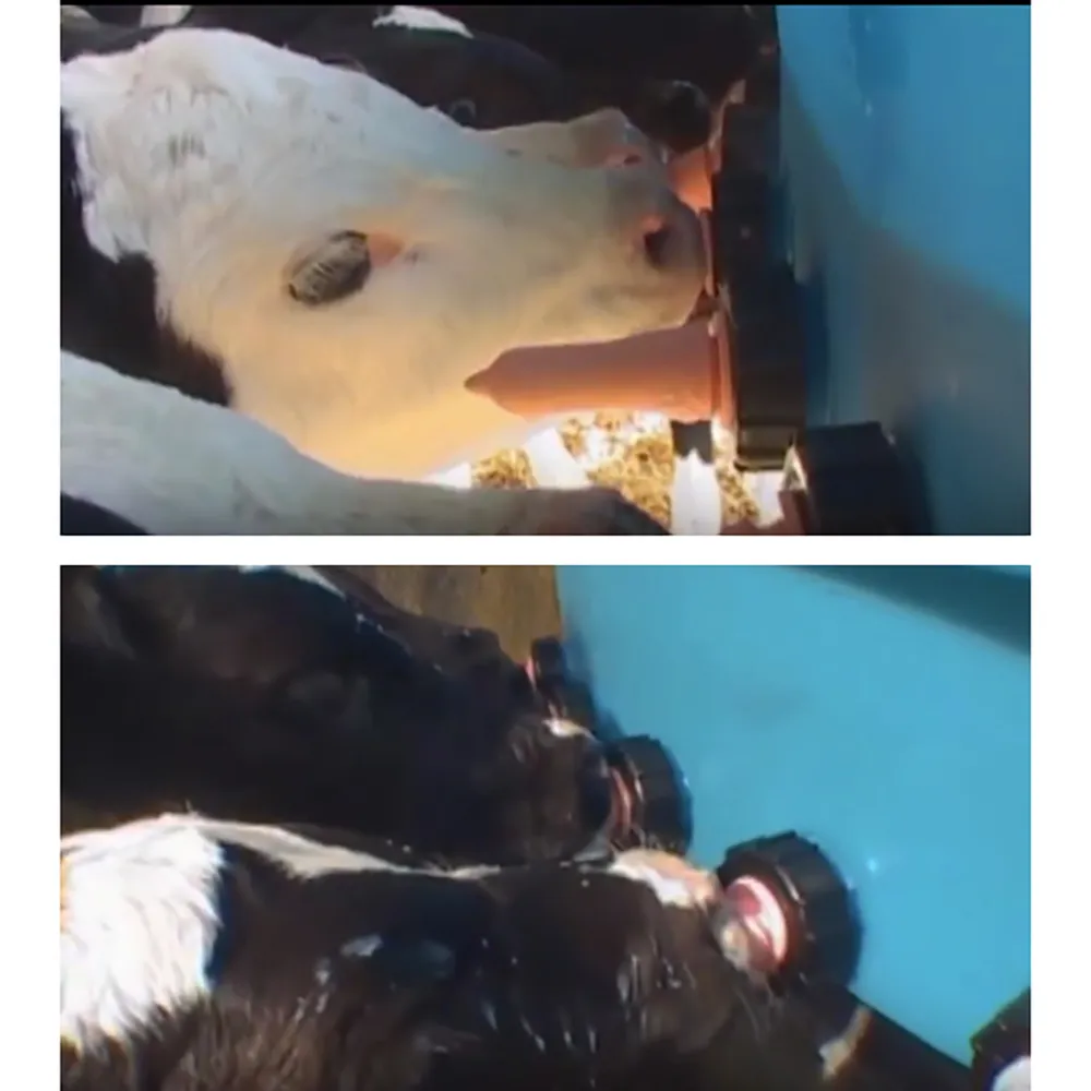 Stallion Calf Feeder - Image 2