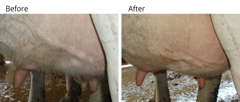 Udder Singe - Image 3