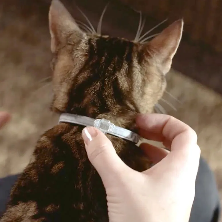 Seresto Flea And Tick Collar For Cats - Image 2