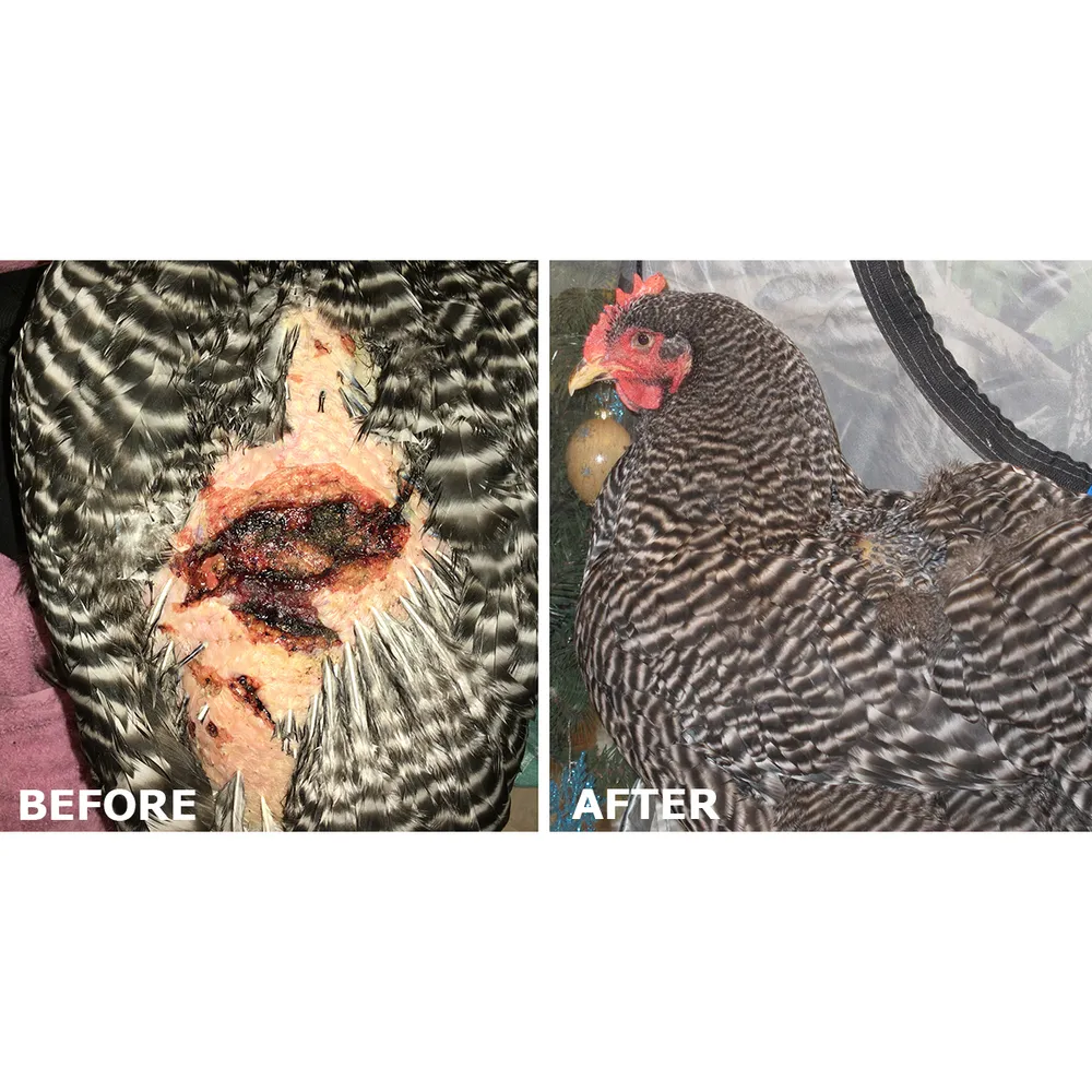 Vetericyn Plus Antimicrobial Poultry Care Spray - Image 5