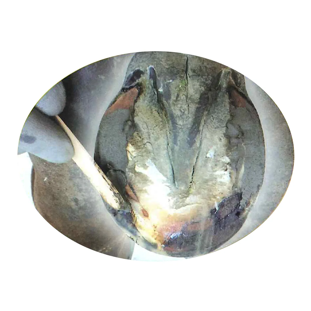 Life Data Hoof Clay For Horses - Image 2