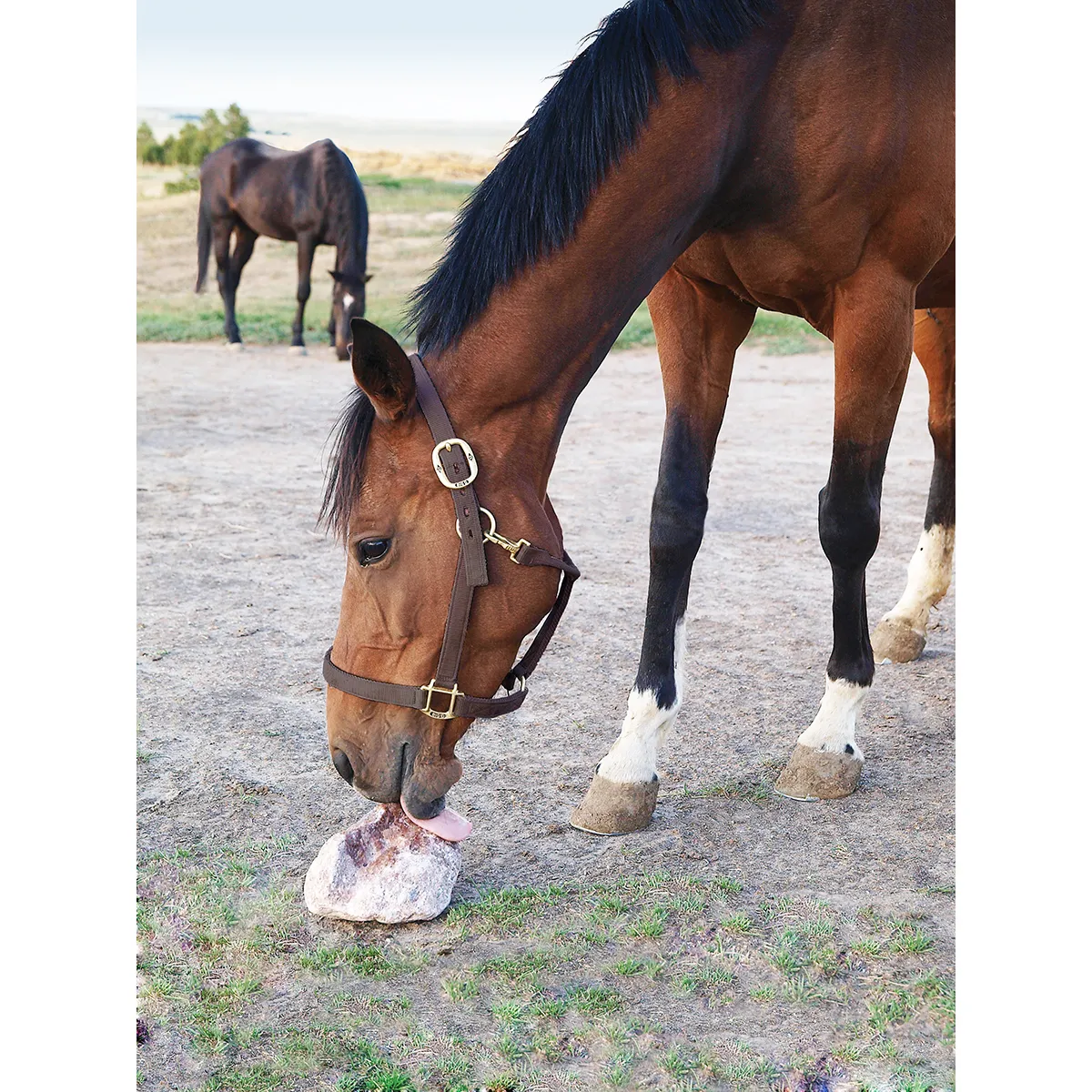 Redmond Rock For Horses - Image 2