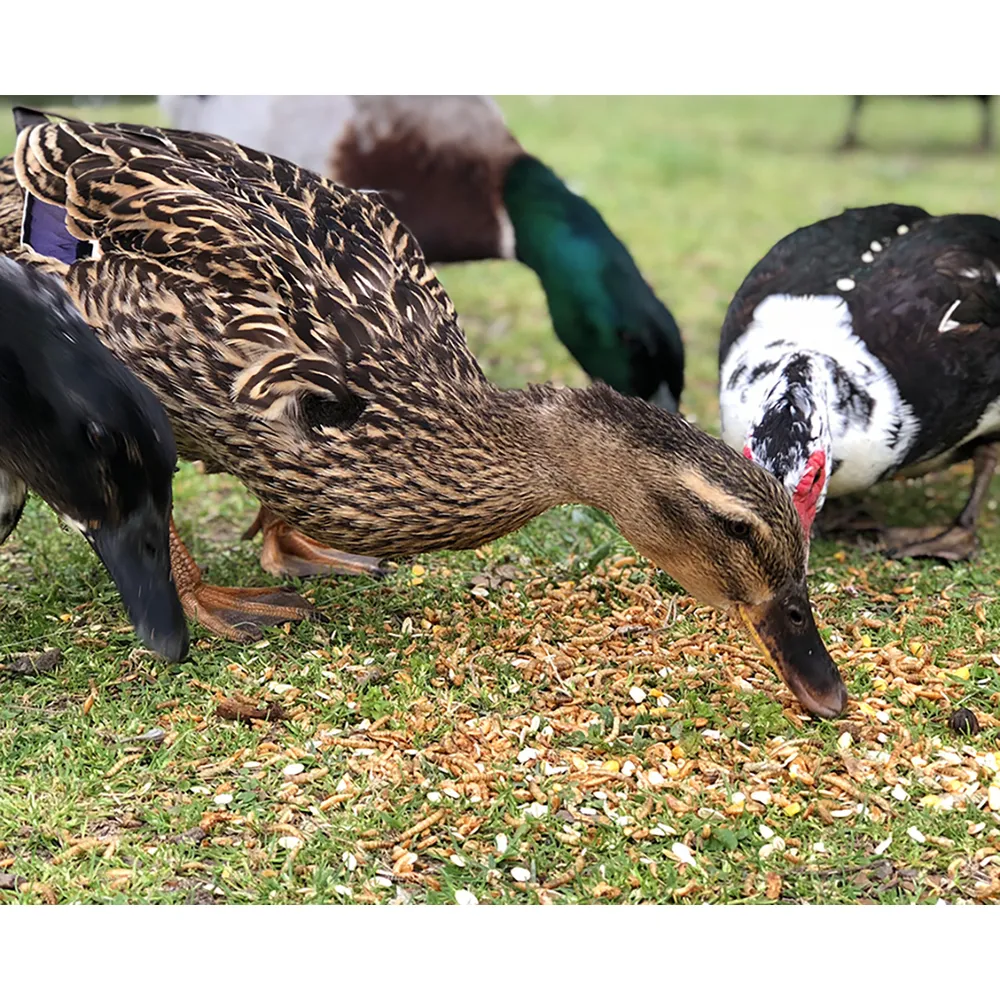 Happy Hen Treats Duck Pond Medley - Image 3