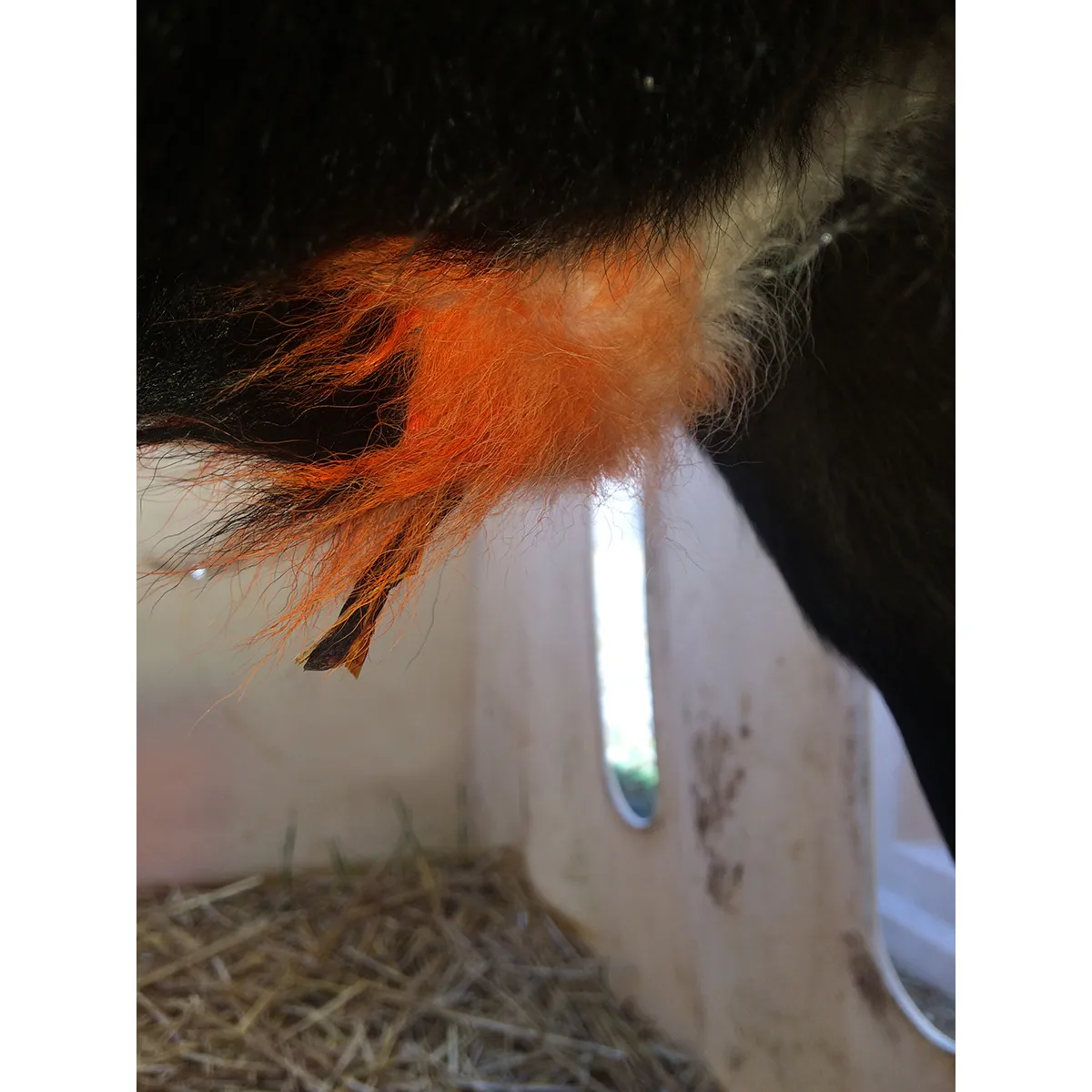 Vetericyn Super 7 Ultra - Image 3