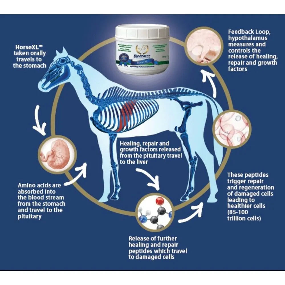 Equinety Horse XL Supplement - Image 2