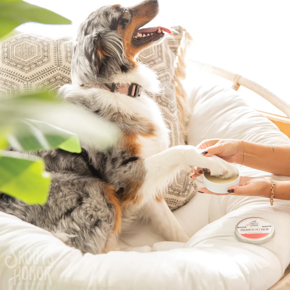 Prebiotic Pet Balm - Image 3