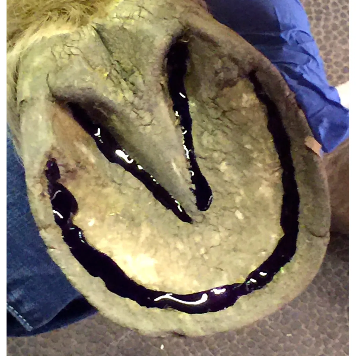 Sav-A-Hoof Gel II For Horses - Image 4