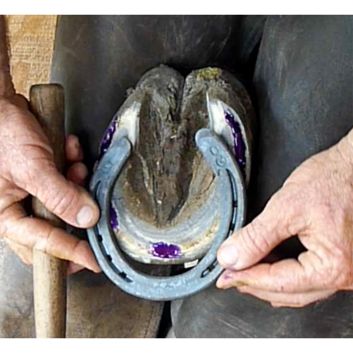 Sav-A-Hoof Gel II For Horses - Image 5