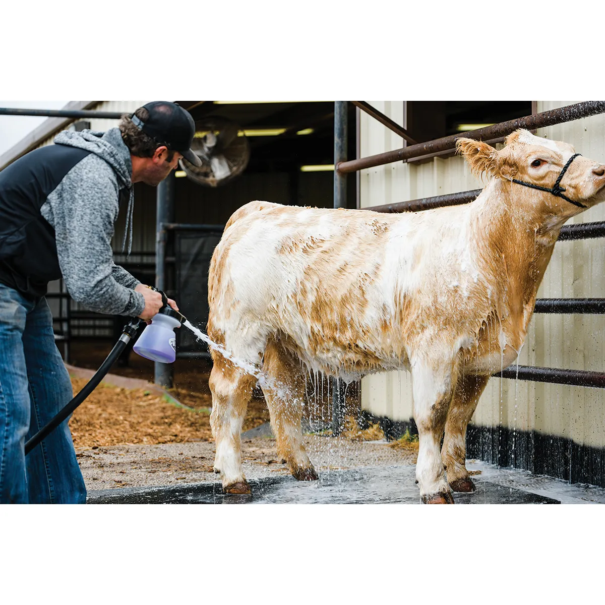 Shimmer Shampoo For Livestock - Image 3