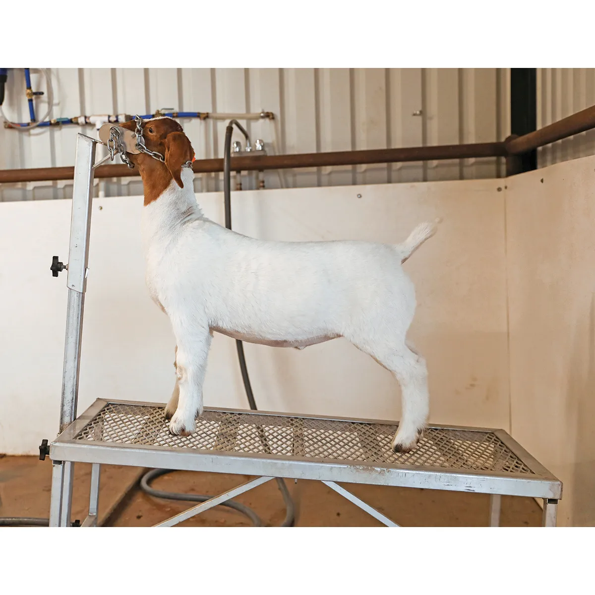 Shimmer Shampoo For Livestock - Image 4