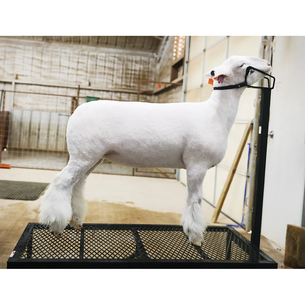 Shimmer Shampoo For Livestock - Image 5