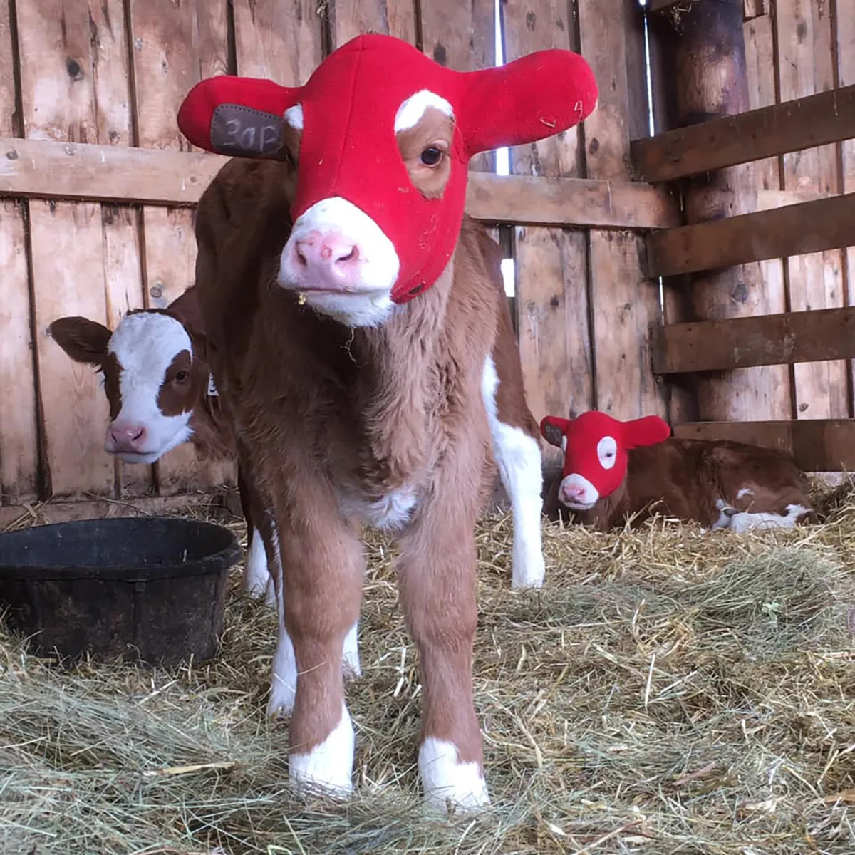 Kalf Kozie - Image 3