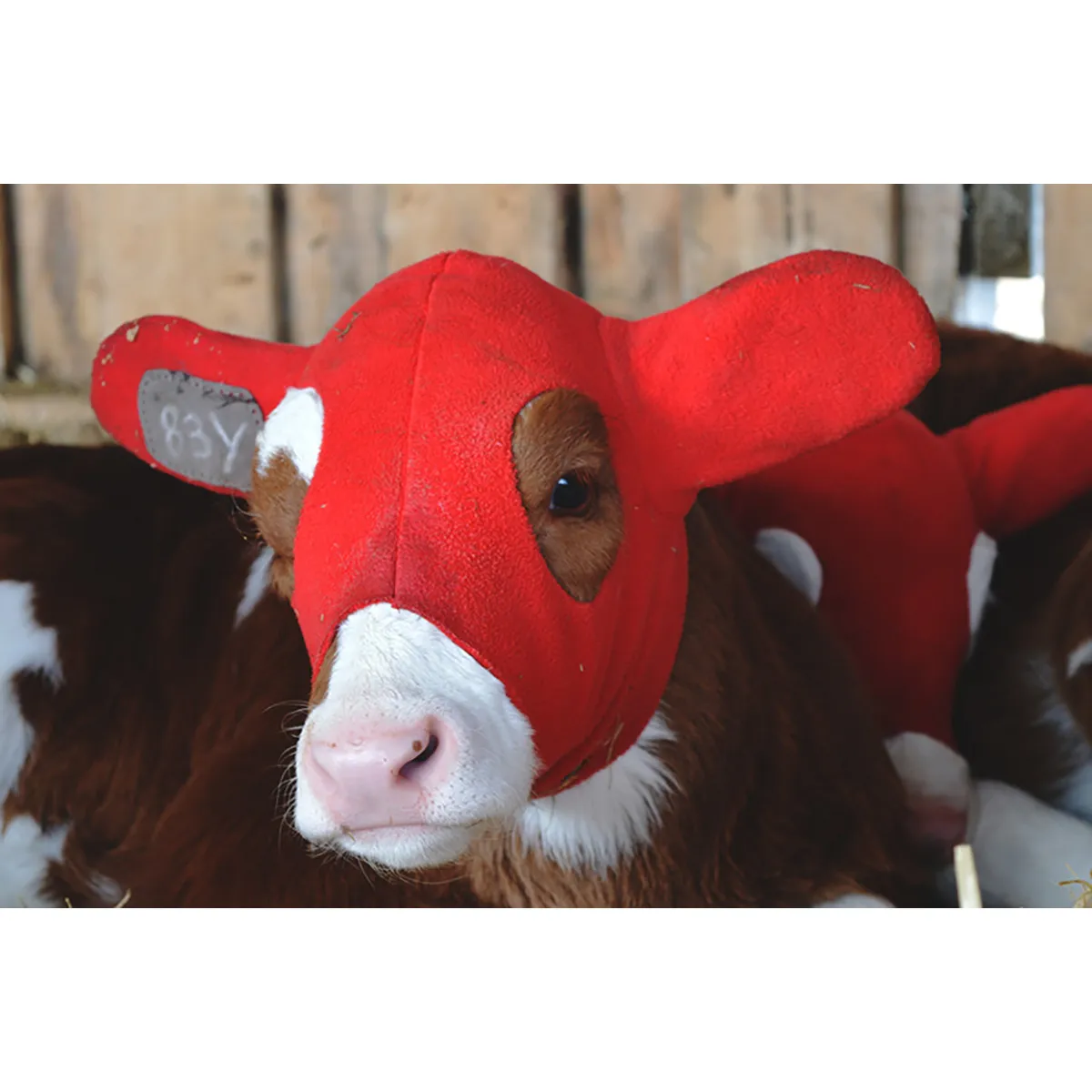 Kalf Kozie - Image 4