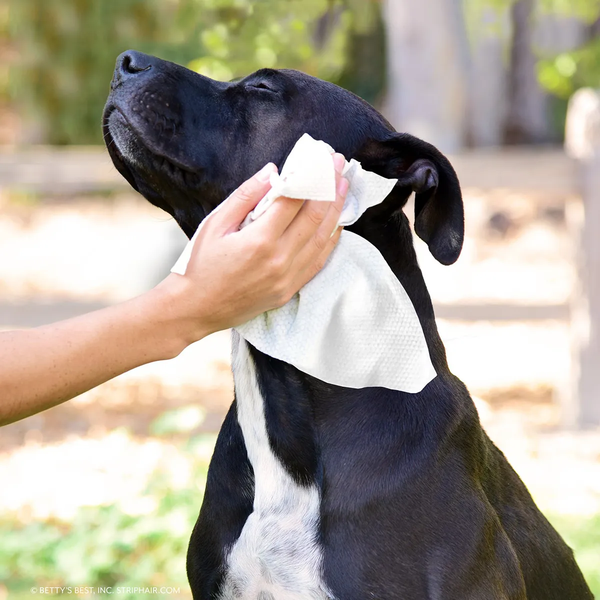 Skin & Coat Grooming Cloth Wipes - Image 3
